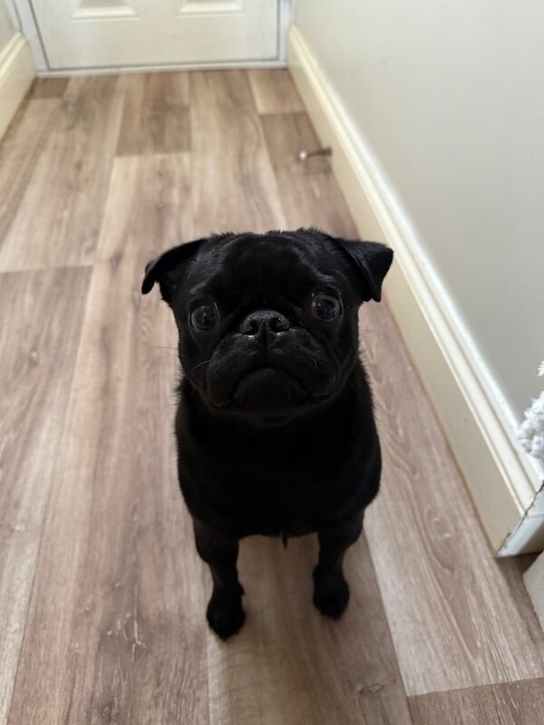 Pug puppies for sale in Lee-on-the-Solent, Hampshire – 11 months old
