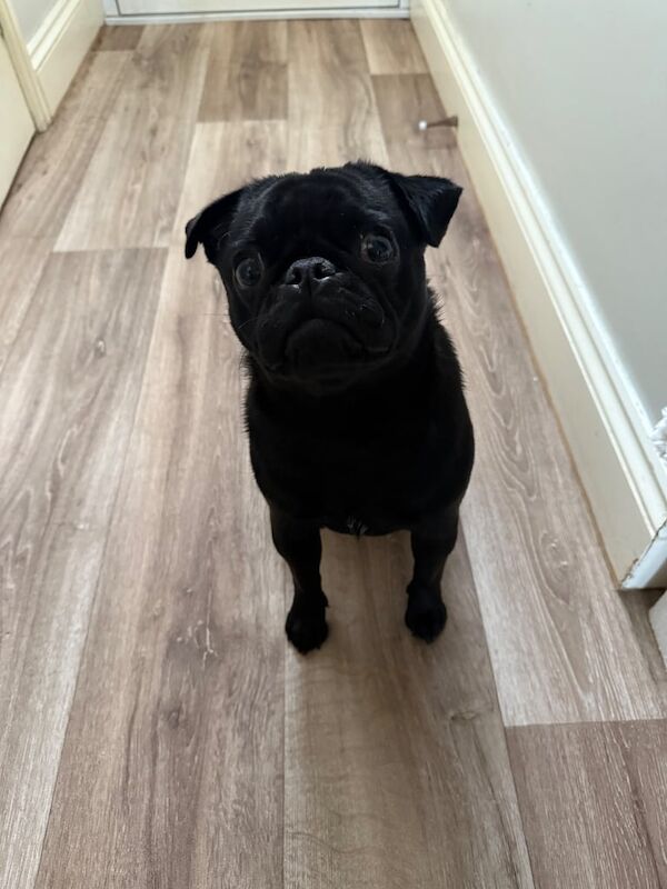 Pug puppies for sale in Lee-on-the-Solent, Hampshire – 11 months old - Image 2 of 3