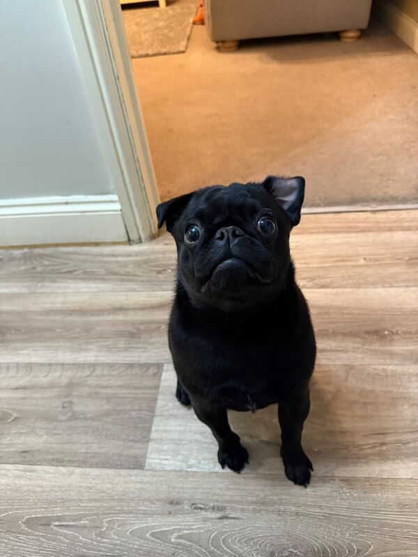 Pug puppies for sale in Lee-on-the-Solent, Hampshire – 11 months old - Image 3 of 3
