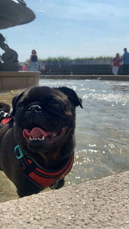 Boy (pug) for sale in Weston-super-Mare, Somerset