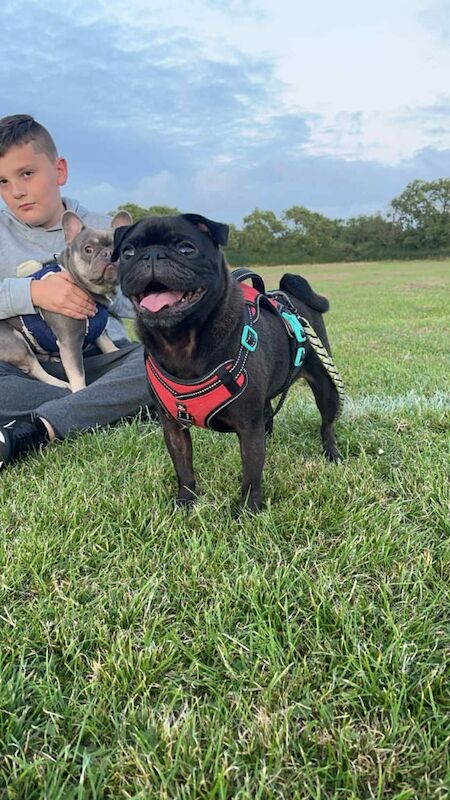 Boy (pug) for sale in Weston-super-Mare, Somerset | Image 2