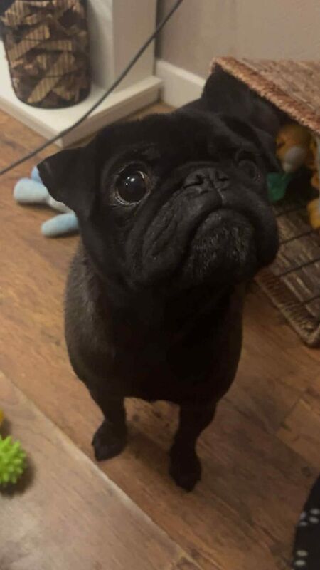 Boy (pug) for sale in Weston-super-Mare, Somerset | Image 3