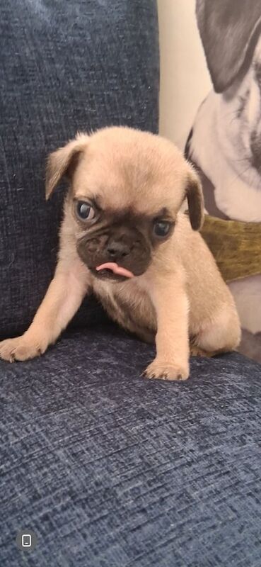 Pug puppies for sale in Sandwell, West Midlands – 8 weeks old - Image 2 of 2