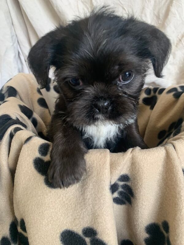 Pug puppies for sale in Omagh, County Tyrone – 8 weeks old