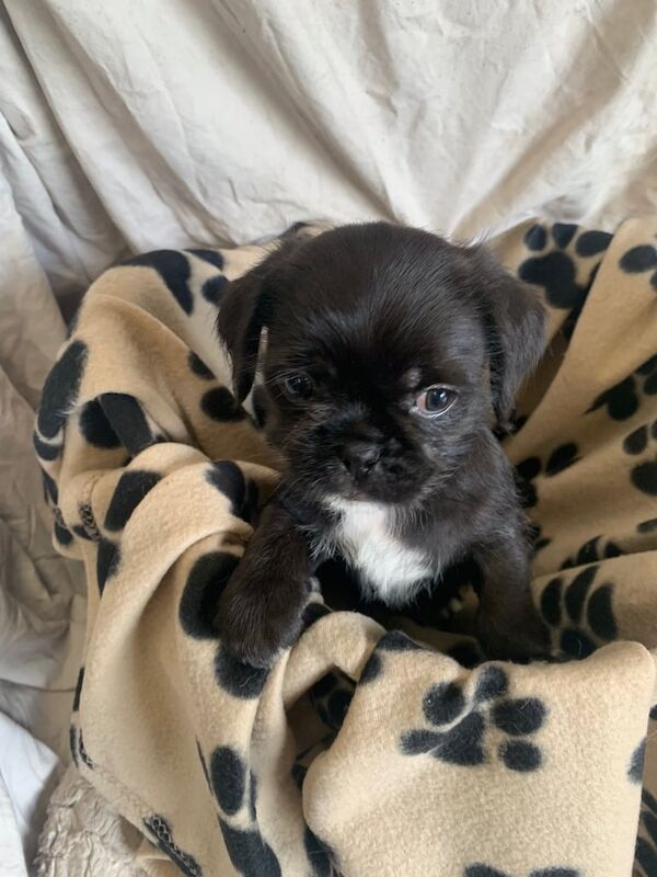 Pug puppies for sale in Omagh, County Tyrone – 8 weeks old - Image 2 of 3