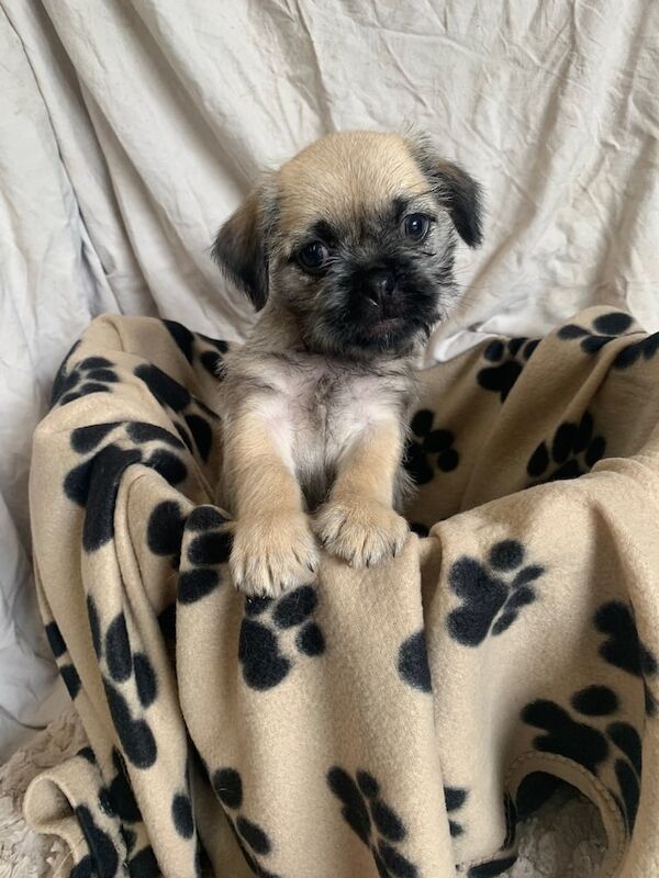 Pug puppies for sale in Omagh, County Tyrone – 8 weeks old - Image 3 of 3