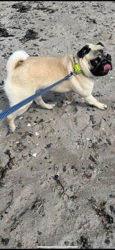 Pug puppies for sale in Antrim, County Antrim – 2 years old - Image 3 of 3