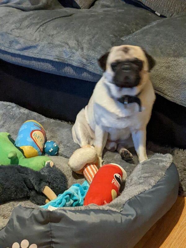 Pug Puppies For Sale Under £1,000