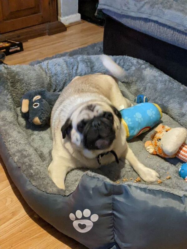 Pug puppies for sale in Ballymoney, County Antrim – 2 days old - Image 3 of 3