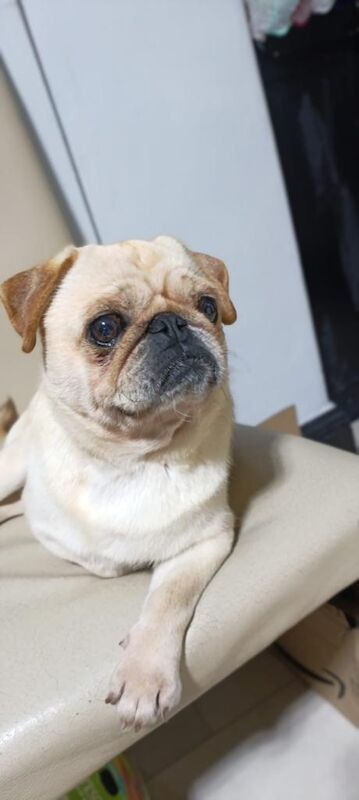 Pug Puppies For Sale