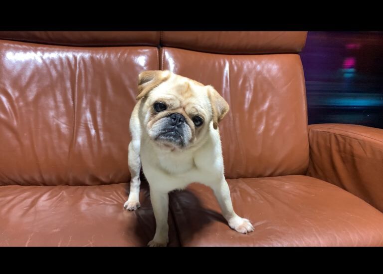 Dog Pug - Image 2 of 3