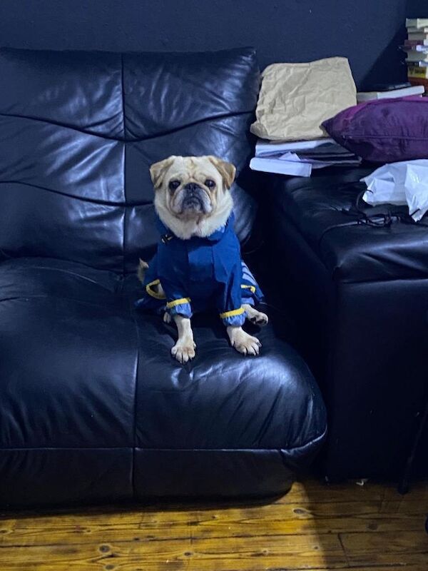 Dog Pug - Image 3 of 3