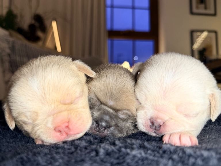 Pug puppies for sale in Kilkeel, County Down – 2 weeks old