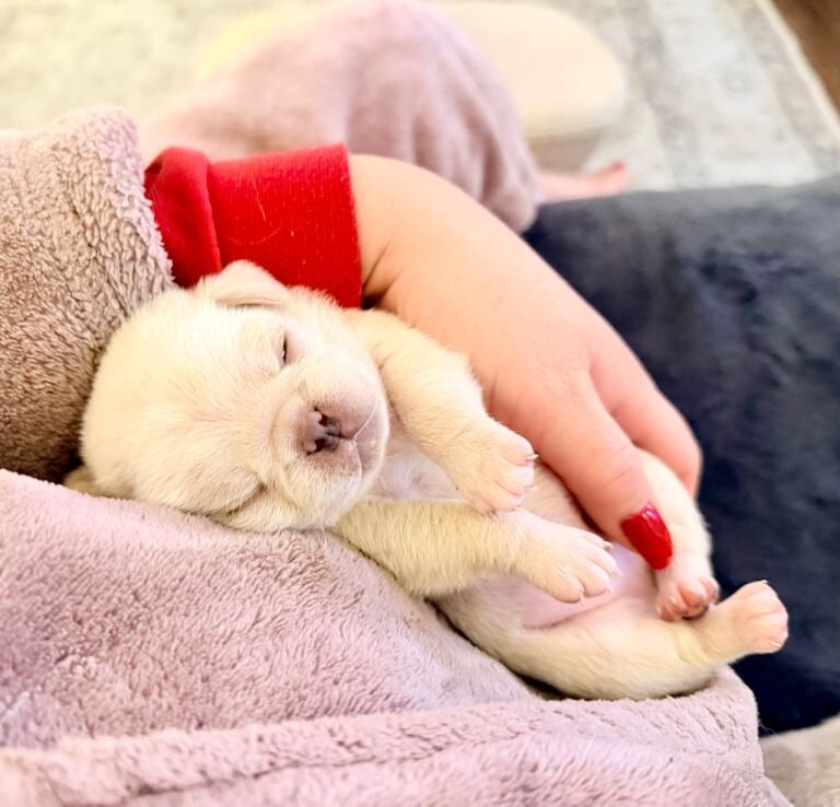 Pug puppies for sale in Kilkeel, County Down – 8 weeks old - Image 2 of 3