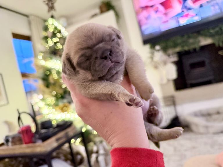 Pug puppies for sale in Kilkeel, County Down – 8 weeks old - Image 3 of 3