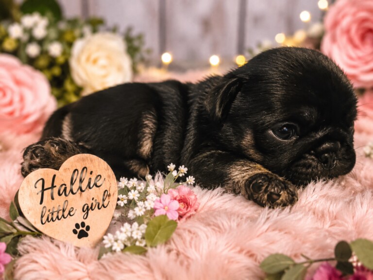 Exotic pug puppies