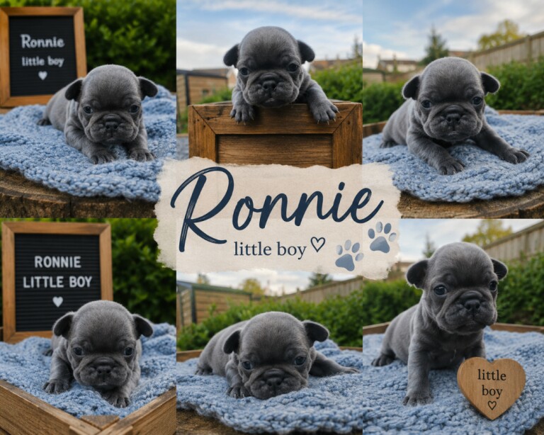 Exotic pug puppies - Image 3 of 5