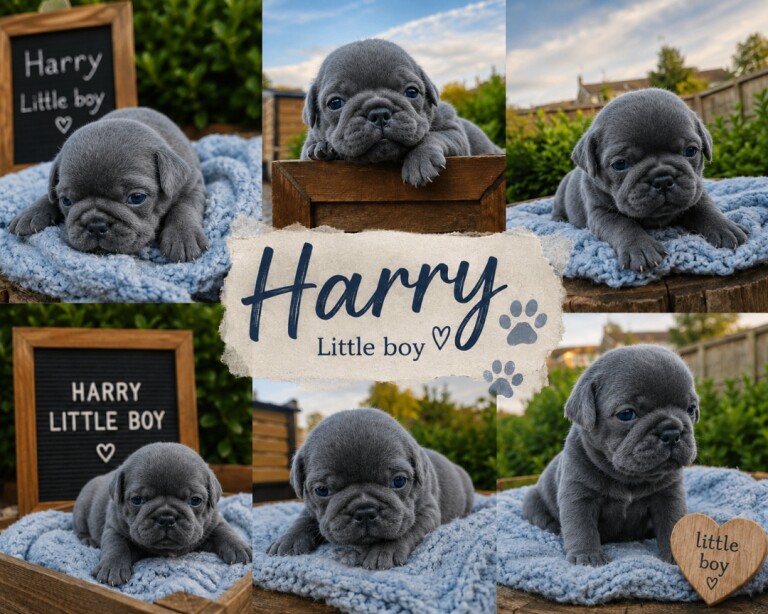 Exotic pug puppies - Image 4 of 5