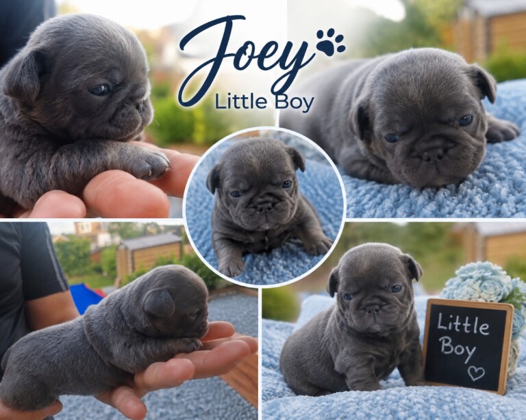 Exotic pug puppies - Image 5 of 5