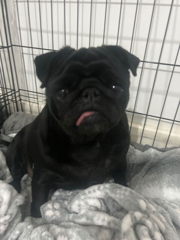 Pug Puppies For Sale