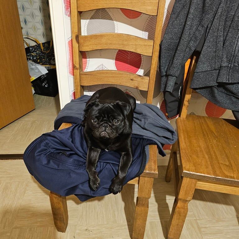 Pug puppies for sale in Durham, County Durham – 2 years old - Image 3 of 3