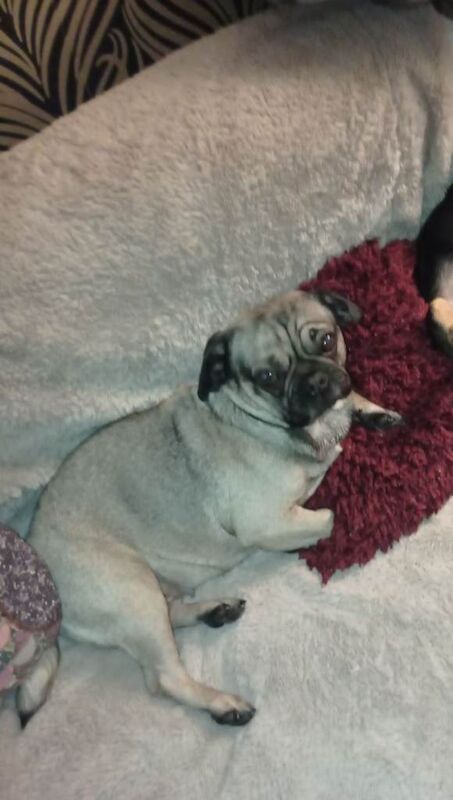Pug Puppies For Sale Under £1,000