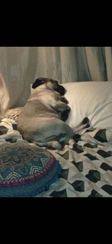 Pug puppies for sale in Frome, Somerset – 3 years old - Image 2 of 3