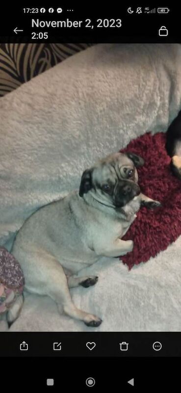 Pug puppies for sale in Frome, Somerset – 3 years old - Image 3 of 3