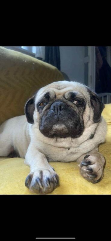 Pug puppies for sale in Tiverton, Devon – 6 years old