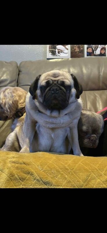 Pug puppies for sale in Tiverton, Devon – 6 years old - Image 2 of 5
