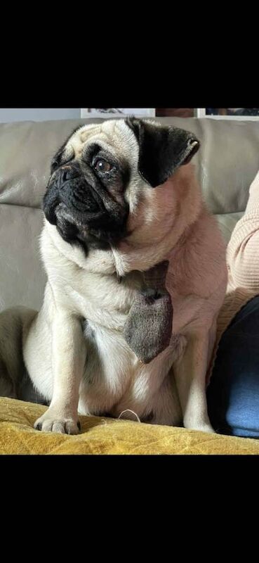 Pug puppies for sale in Tiverton, Devon – 6 years old - Image 3 of 5