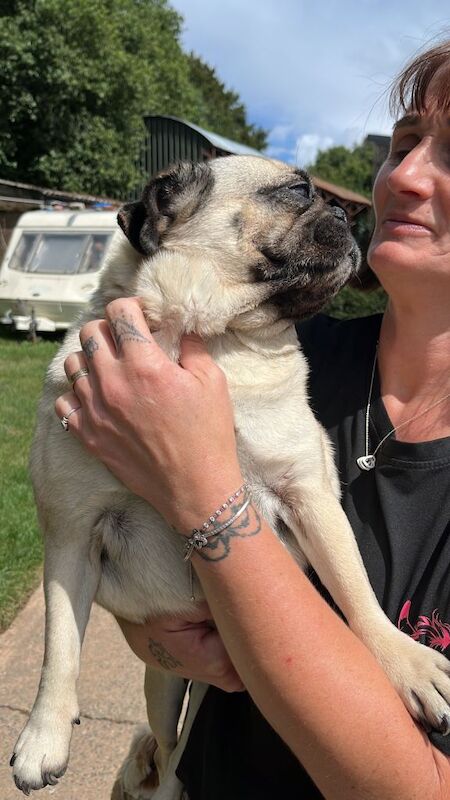 Pug puppies for sale in Tiverton, Devon – 6 years old - Image 4 of 5