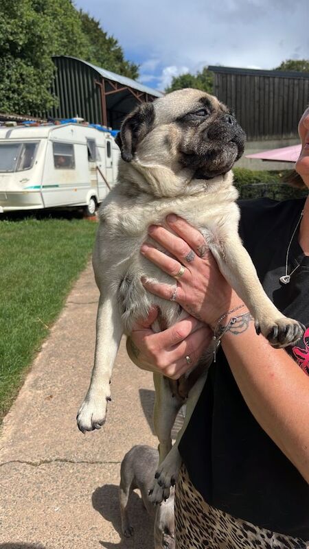 Pug puppies for sale in Tiverton, Devon – 6 years old - Image 5 of 5
