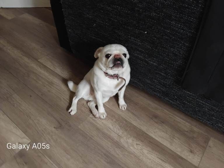 Pug Puppies For Sale Under £1,000