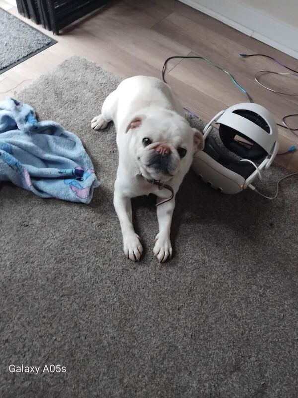 Pug puppies for sale in Stanley, Durham – 3 years old - Image 2 of 3