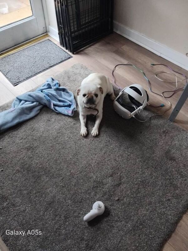 Pug puppies for sale in Stanley, Durham – 3 years old - Image 3 of 3