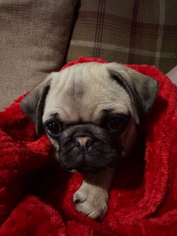 Female pug puppy for sale in Burford, Oxfordshire