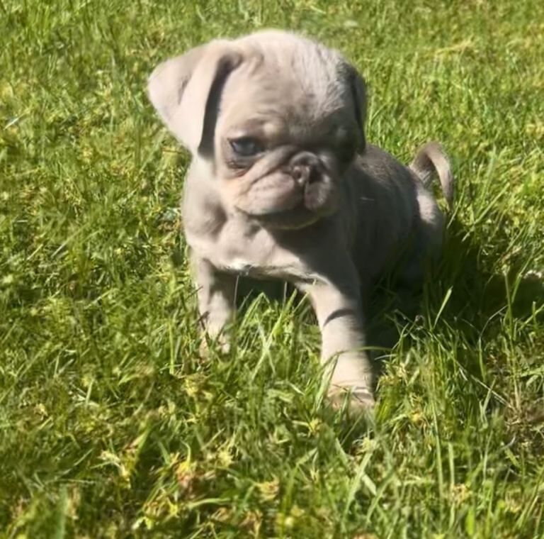 Female Pug puppy - Image 2 of 4