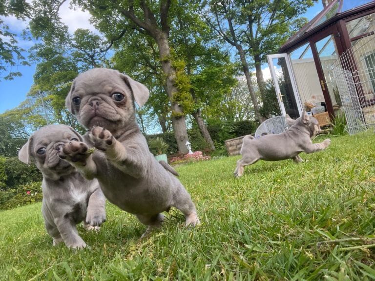 Female Pug puppy - Image 3 of 4