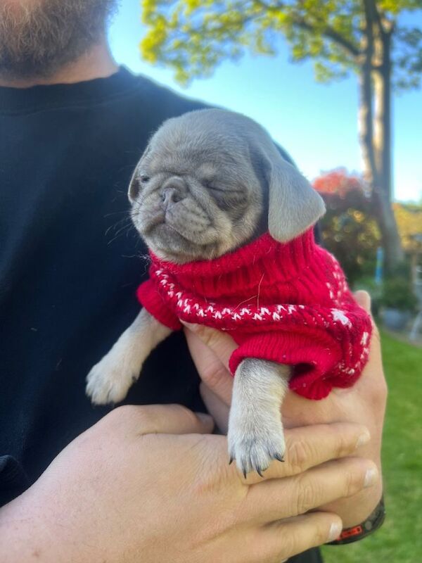 Female Pug puppy - Image 4 of 4