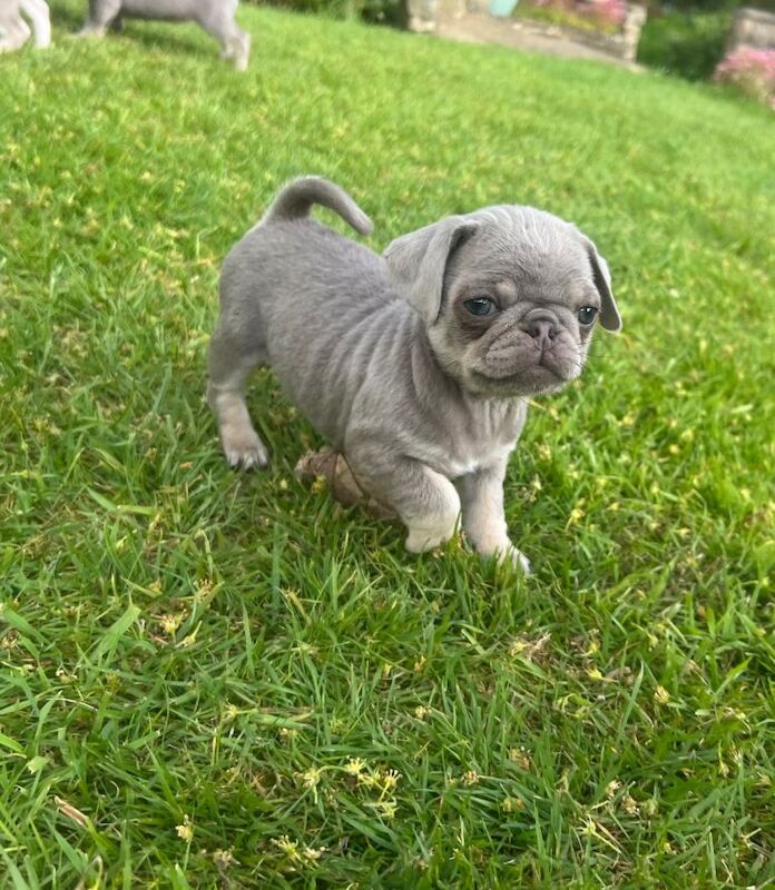 Female Pug puppy