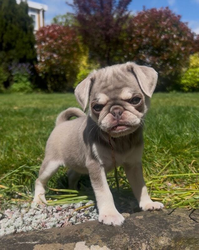 Female Pug puppy