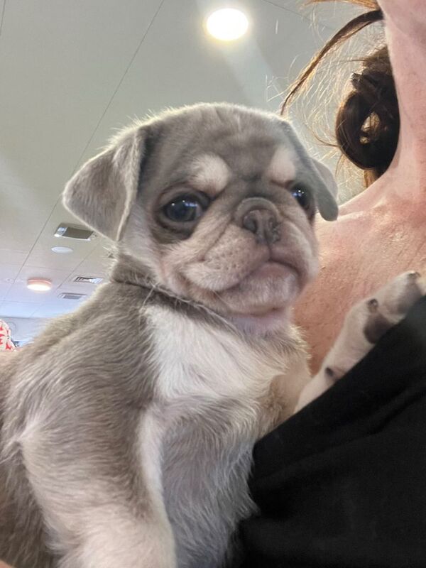 Female Pug puppy - Image 2 of 5