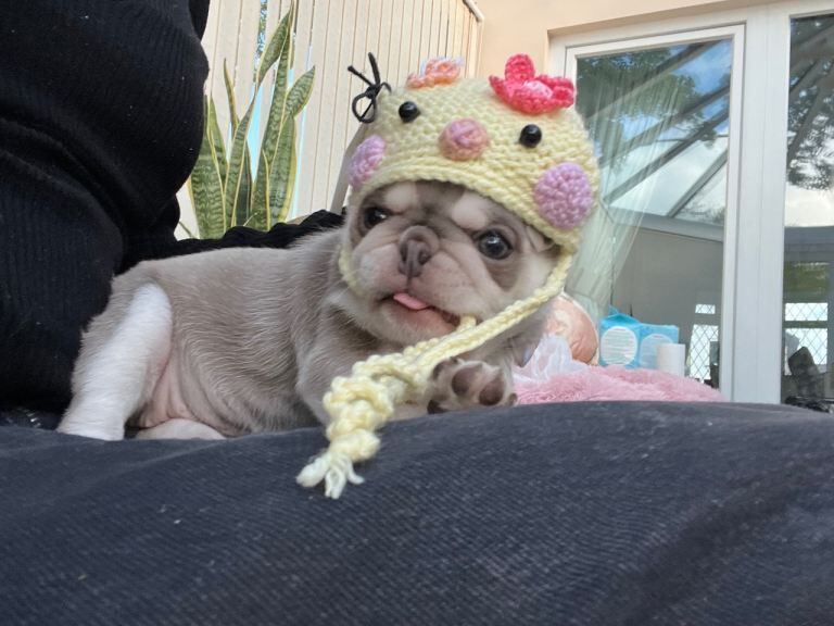 Female Pug puppy - Image 3 of 5