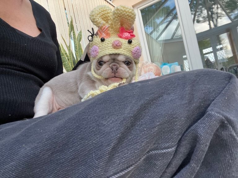 Female Pug puppy - Image 4 of 5