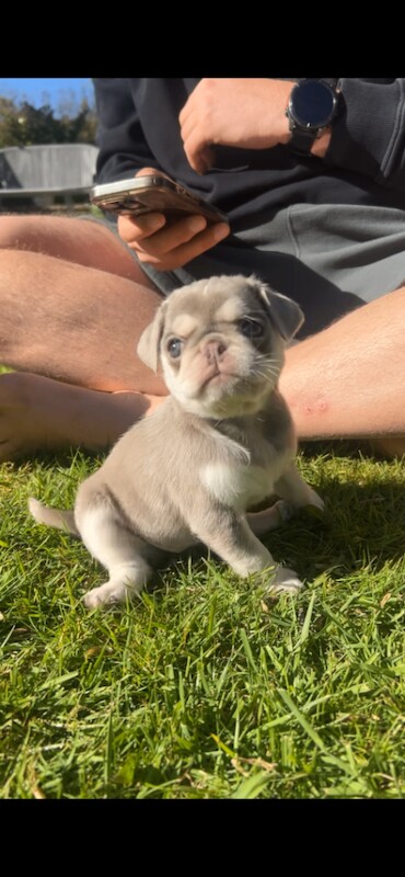 Female Pug puppy - Image 5 of 5