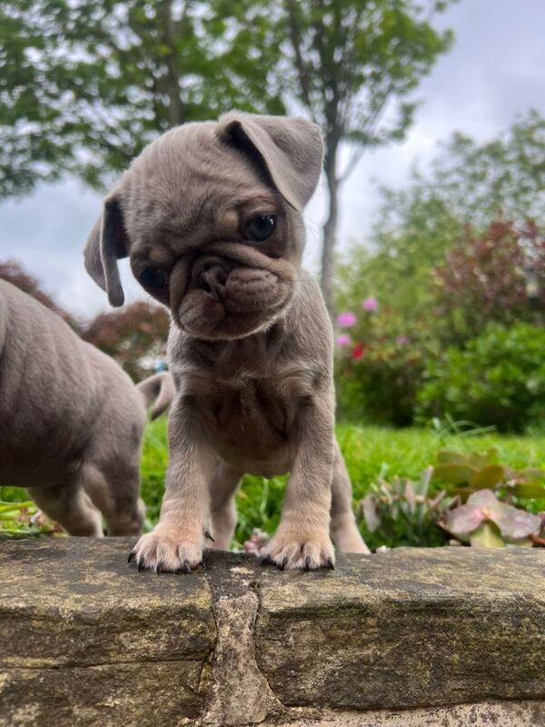 Pug Puppies For Sale