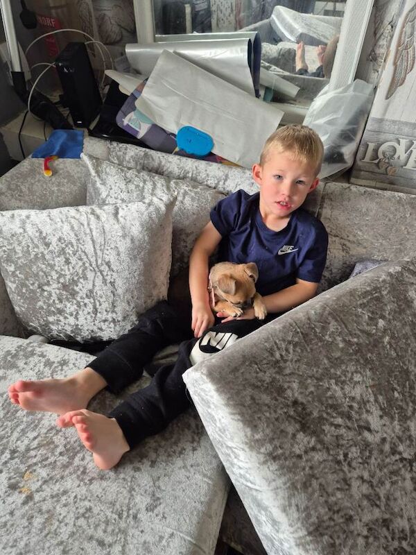 Pug puppies for sale in Ashford, Surrey – 6 months old