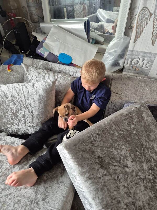 Pug puppies for sale in Ashford, Surrey – 6 months old - Image 2 of 4