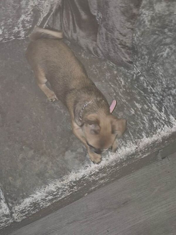 Pug puppies for sale in Ashford, Surrey – 6 months old - Image 3 of 4